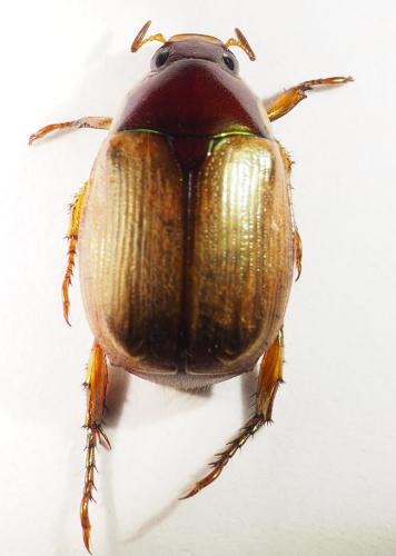 Réf. 307 153 : Callistethus sp.